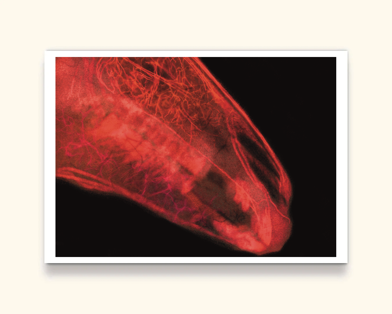 Fine Art Print Chrysalism