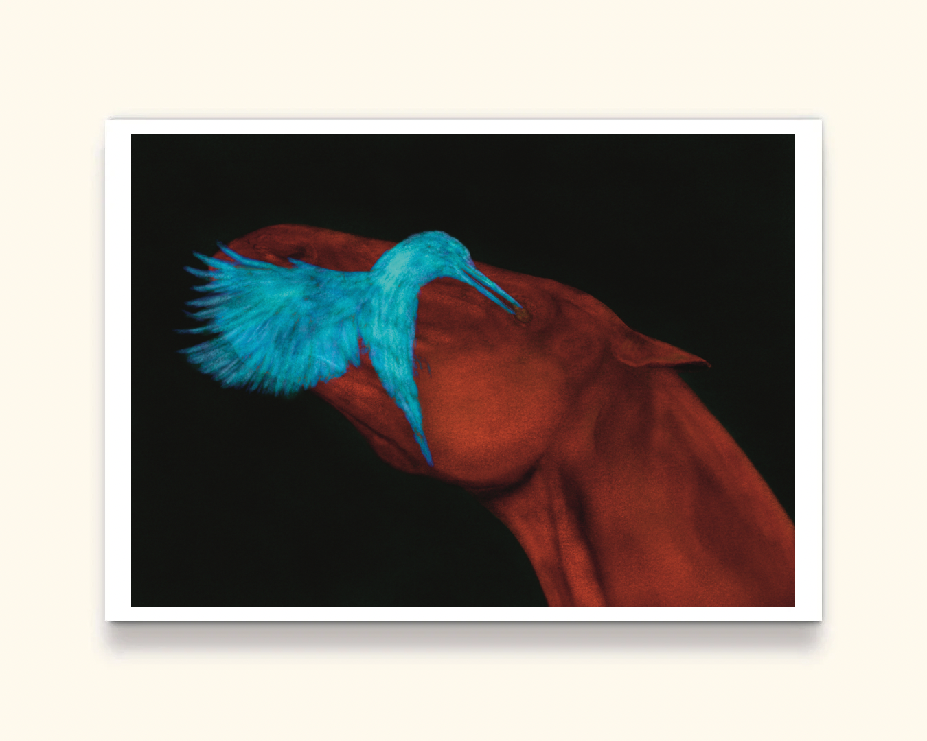 Fine Art Print Hummingbird