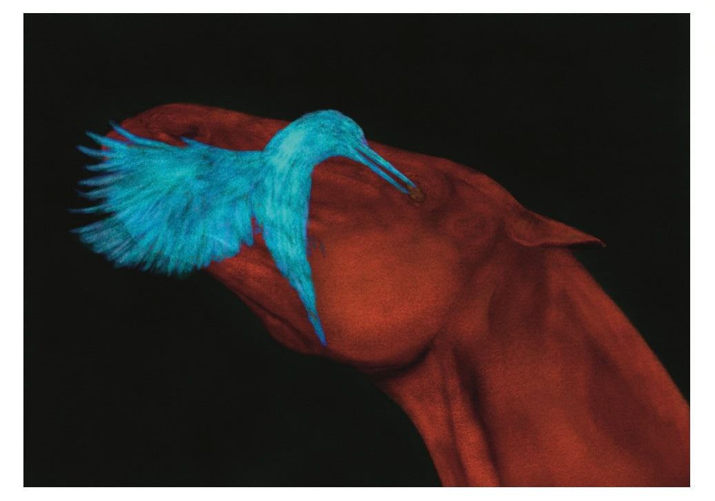 Fine Art Print Hummingbird