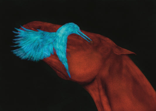 Hummingbird Digital Product